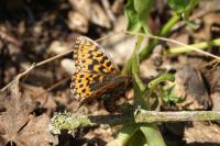 Boloria dia