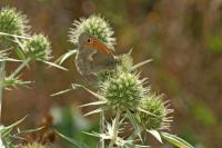 Coenonympha pamphilus