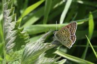 Lycaena tityrus