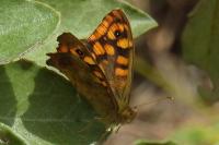 Pararge aegeria