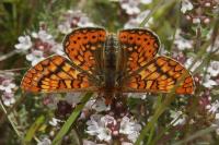 Euphydryas aurinia