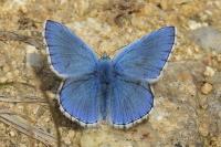 Lysandra bellargus