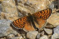 Melitaea cinxia