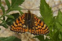 Melitaea phoebe