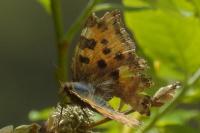 Nymphalis polychloros