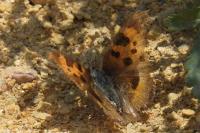 Nymphalis polychloros