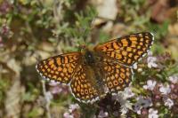 Melitaea cinxia