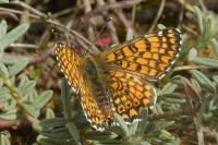 Melitaea cinxia