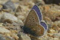 Polyommatus icarus