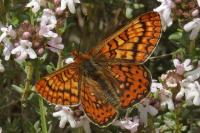 Euphydryas aurinia