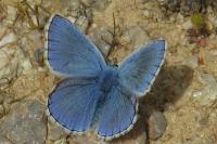 Lysandra bellargus