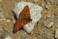 Euphydryas aurinia