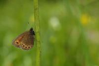 Erebia oeme