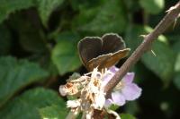 Aphantopus hyperantus