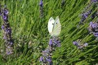 Pieris mannii