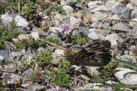 Hipparchia semele