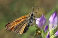 Thymelicus sylvestris