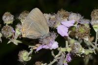 Satyrium ilicis