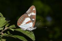 Limenitis reducta