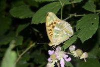 Argynnis paphia