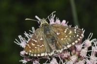 Pyrgus armoricanus