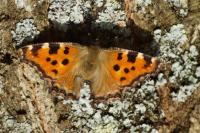 Nymphalis polychloros