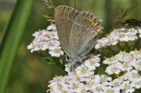 Satyrium acaciae