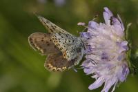 Lycaena tityrus