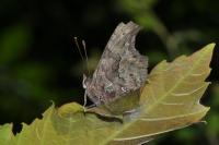 Polygonia c-album