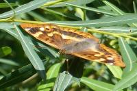 Apatura ilia