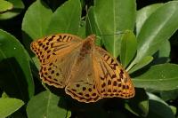 Argynnis pandora