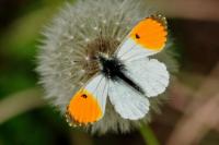 Anthocharis cardamines