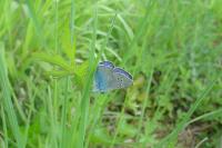 Glaucopsyche alexis