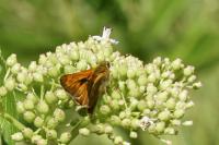 Ochlodes sylvanus