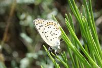 Lycaena tityrus
