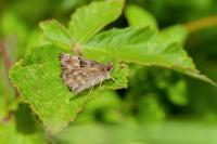 Carcharodus alceae alceae