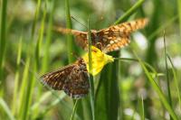 Euphydryas aurinia aurinia