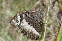 Brintesia circe