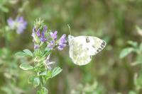 Pontia daplidice