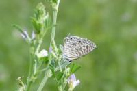 Leptotes pirithous