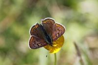 Lycaena tityrus