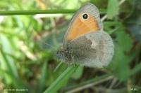 Coenonympha pamphilus