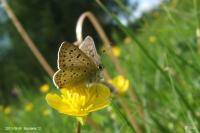 Lycaena tityrus