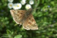 Erynnis tages
