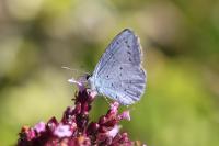 Celastrina argiolus