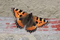 Aglais urticae