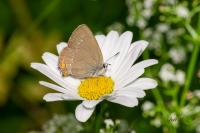 Satyrium acaciae