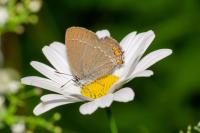 Satyrium acaciae