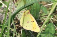 Colias crocea