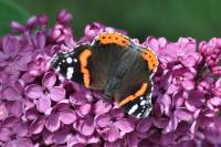 Vanessa atalanta